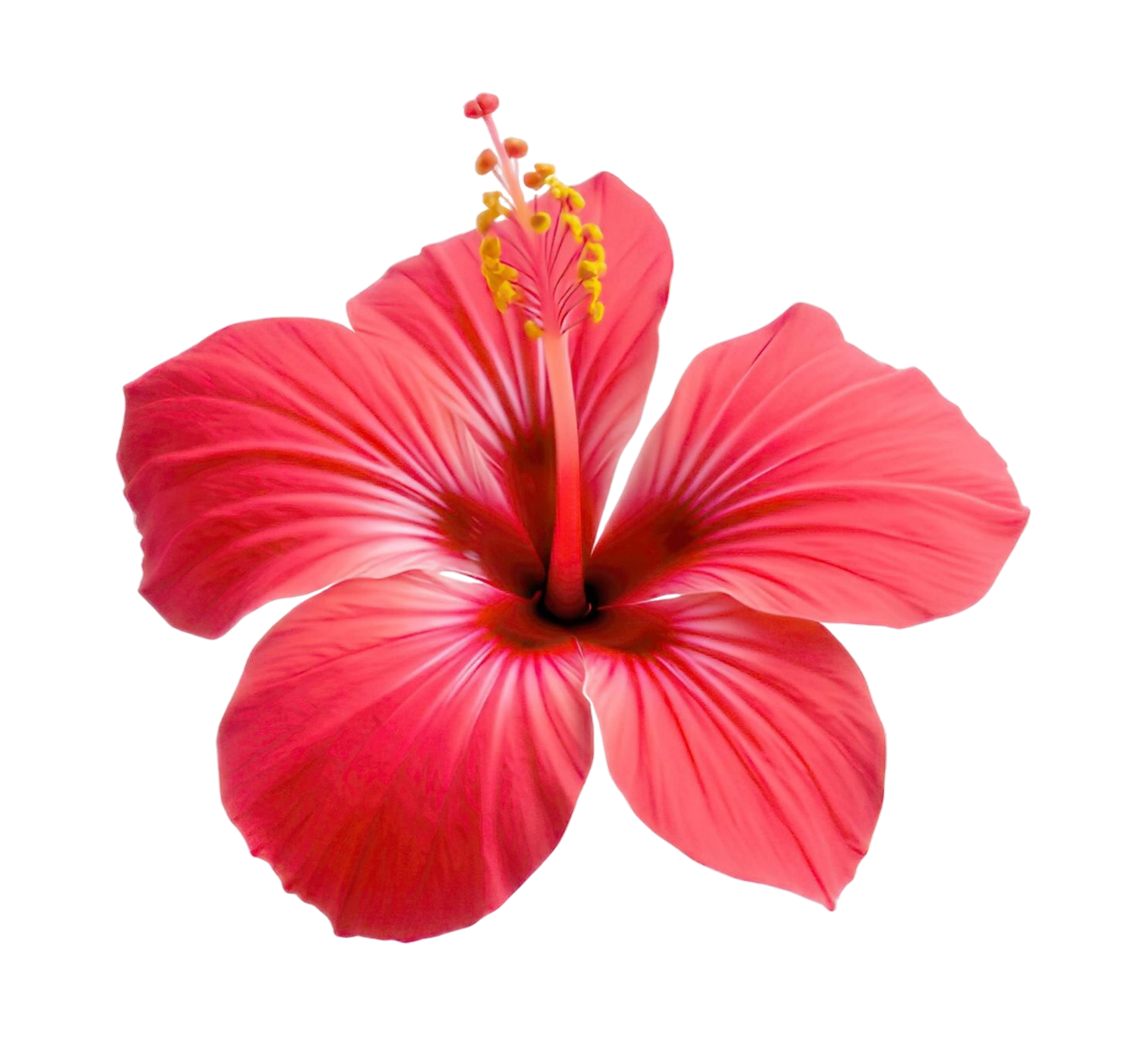 Hibiscus